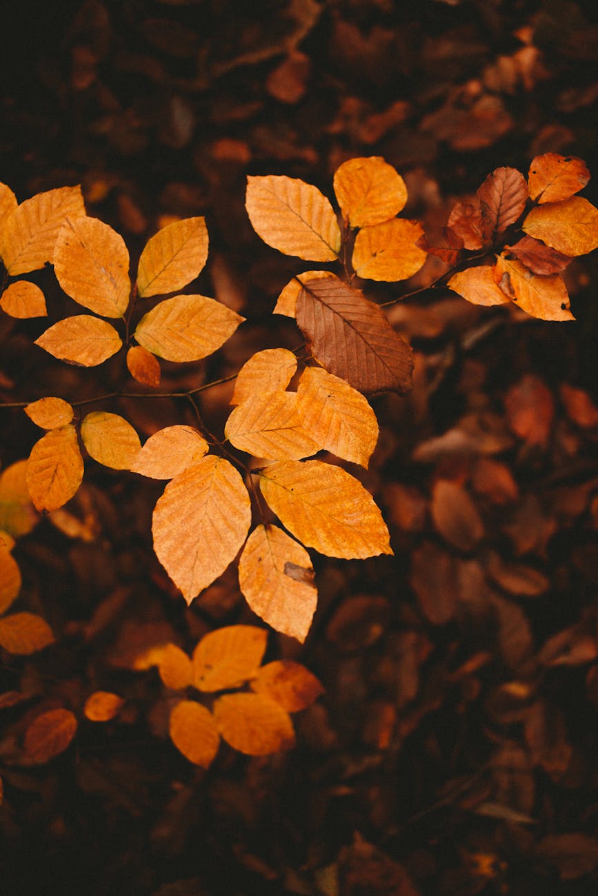 deciduous plant with withering yellow leaves