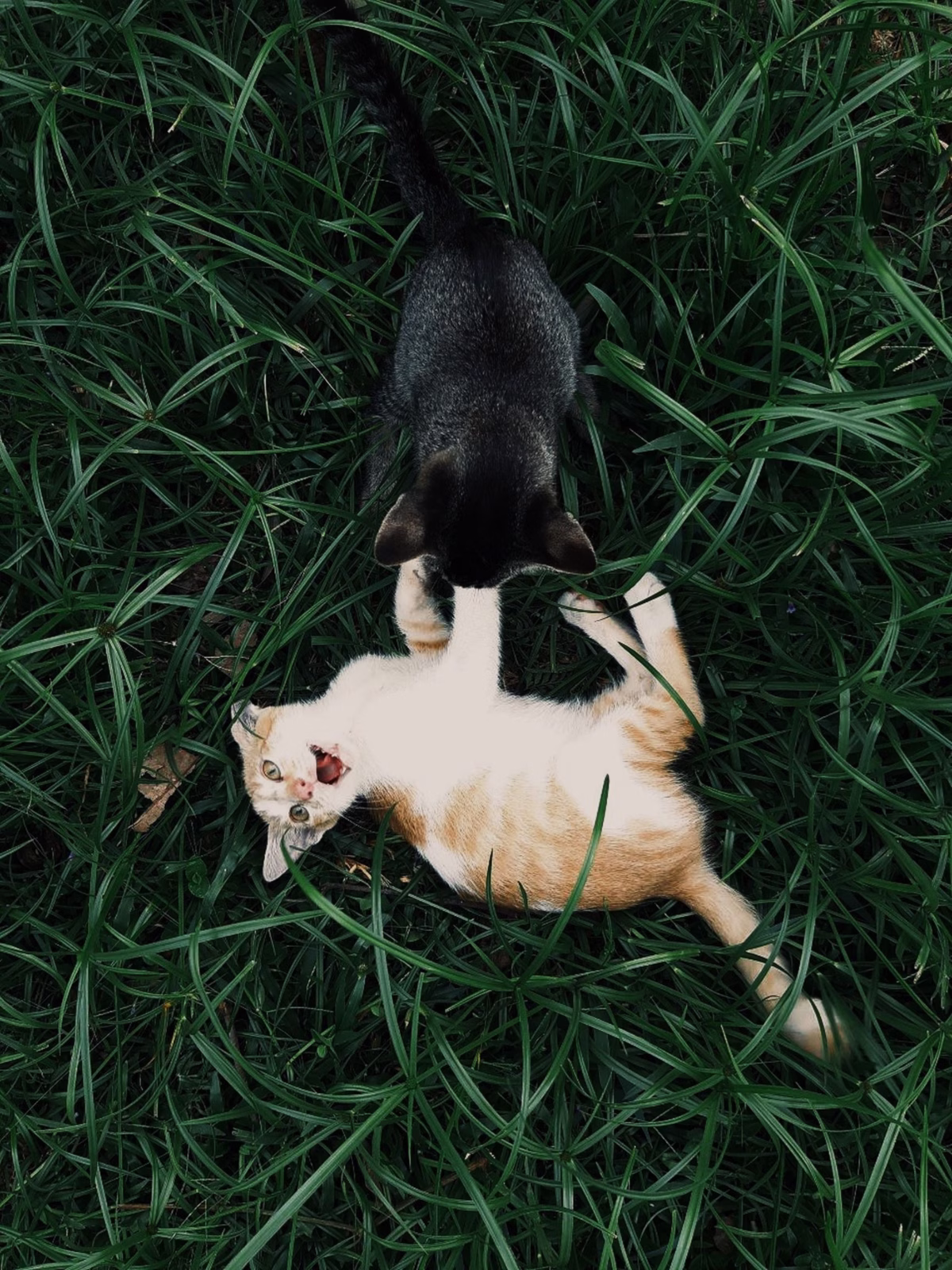 The Summer of Cats