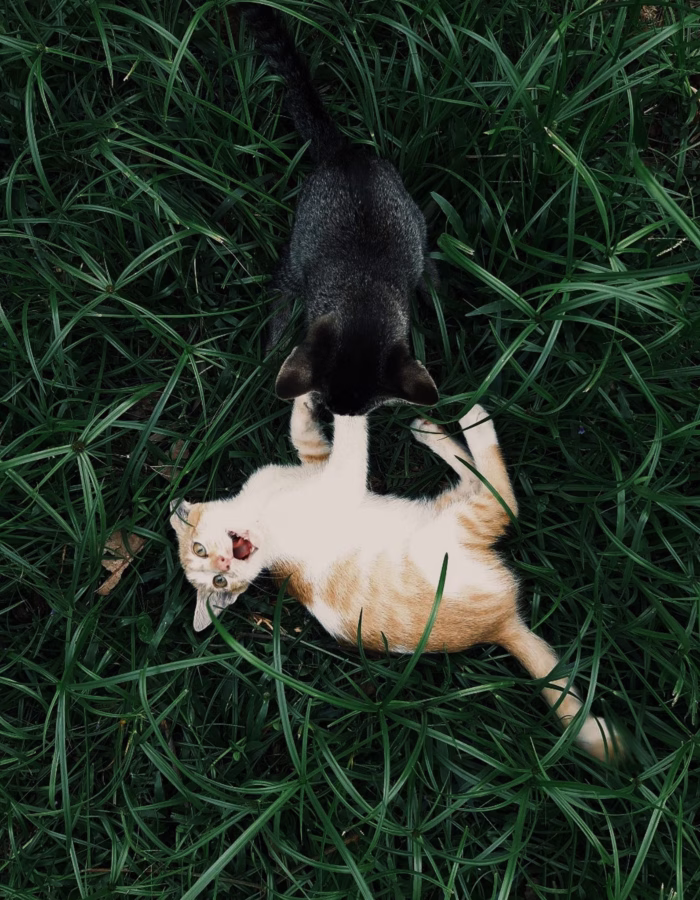The Summer of Cats