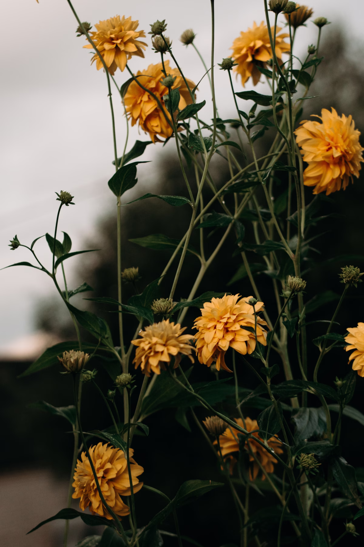 Mediocre Habits for Women Over 40