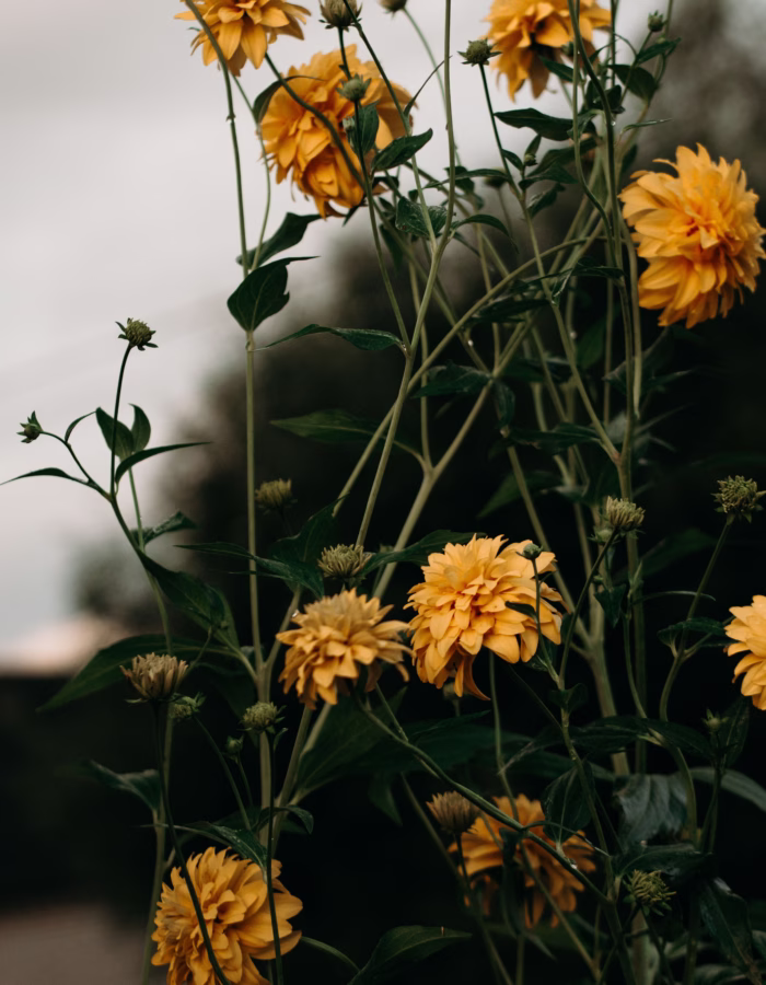 Mediocre Habits for Women Over 40